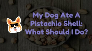 My Dog Ate A Pistachio Shell