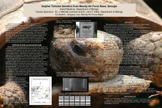 Gopher Tortoise Genetics from Moody Air Force Base, Georgia David Mederos, Department of Biology