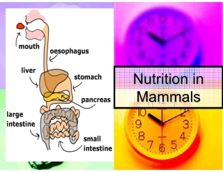 Nutrition in Humans (part 1): Digestion