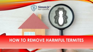 How to Remove Harmful Termites