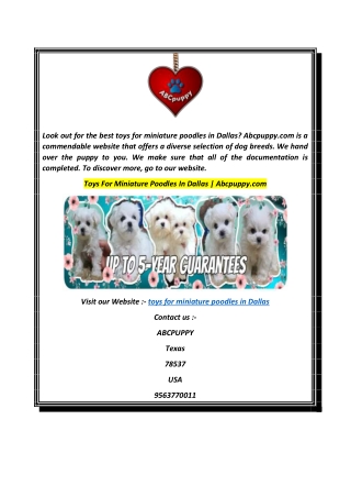 Toys For Miniature Poodles In Dallas  Abcpuppy.com