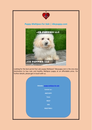 Puppy Maltipoo For Sale | Abcpuppy.com