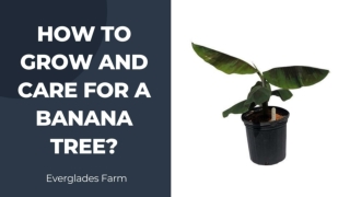 How to Grow and Care for a Banana Tree