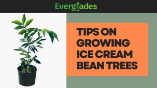 Tips On Growing Ice Cream Bean Tree