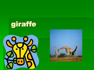 giraffe