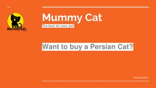 Persian Cat Price in India