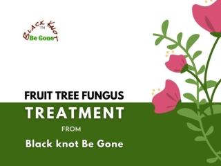 Fruit Tree Fungus Treatment-From Black Knot Be Gone