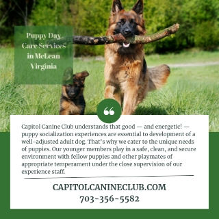 Puppy Day Care Services in McLean Virginia