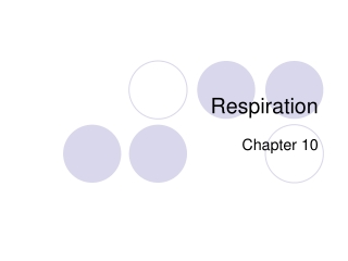 Respiration in Humans (part 1): Aerobic vs Anaerobic respiration