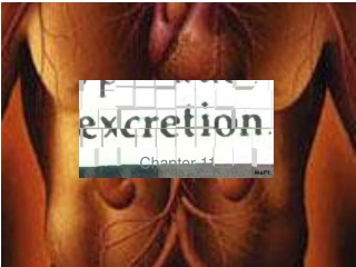Excretion in Humans (part 1): Intro to Excretion