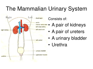 Excretion in Humans (part 2): The Human Urinary System