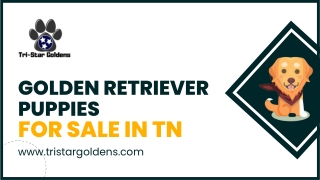 Smart & Loyal Golden Retriever Puppies for Sale in TN