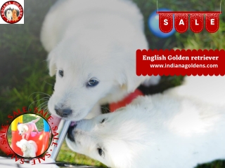 Cutest English Golden retriever to buy