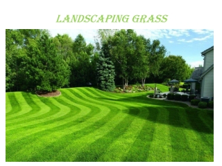 Landscaping grass