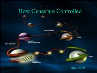 How Genes are Controlled