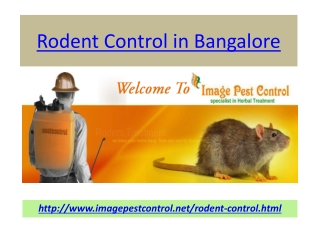 Rodent Control Bangalore