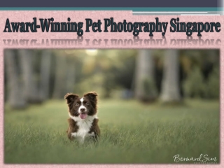 Award-Winning Pet Photography Singapore