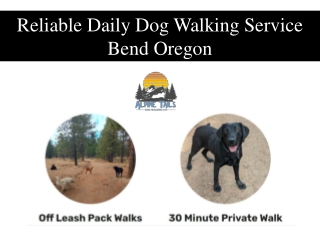 Reliable Daily Dog Walking Service Bend Oregon