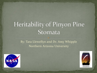 Heritability of Pinyon Pine Stomata