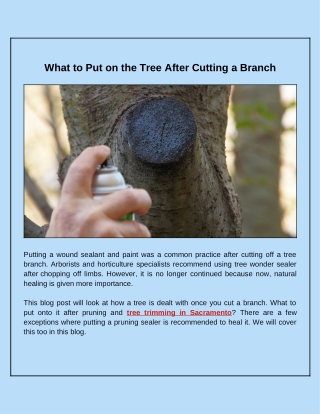 How to Deal with a Tree Wounds After Trimming