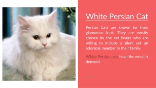 White Persian Cat Price in Delhi