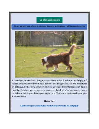 Chiots bergers australiens miniatures à vendre en Belgique | Wildaussiedream.be