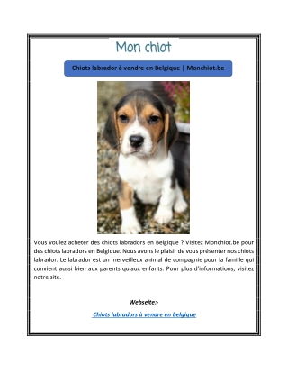 Chiots labrador à vendre en Belgique | Monchiot.be