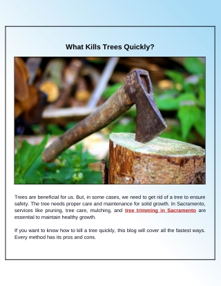 Tree Removal: Easy Methods to Kill a Tree Quickly