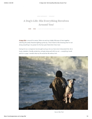 A Dog_s Life_ His Everything Revolves Around You!
