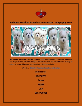 Bichpoo Poochon Breeders in Houston | Abcpuppy.com