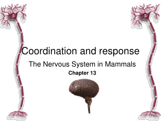 The Nervous System (part 1): Introduction to the human nervous system