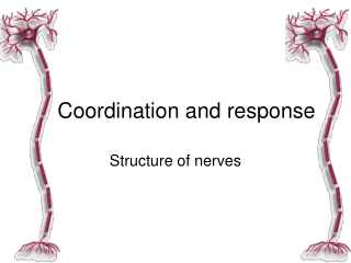 The Nervous System (part 2): Nerve structure