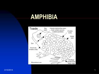 AMPHIBIA