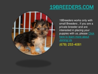 Bichon Poo Puppies for Sale – Important Tips on Training