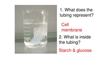 1. What does the tubing represent?