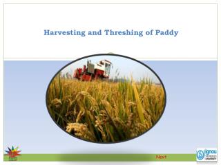 Harvesting and Threshing of Paddy