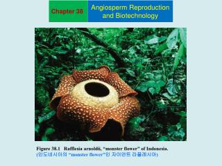 Figure 38.1   Rafflesia arnoldii, “monster flower” of Indonesia. ( 인도네시아의 “monster flower” 인 자이언트 라플레시아 )