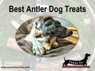 Best Antler Dog Treats