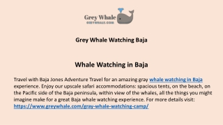 Whale Watching in Baja