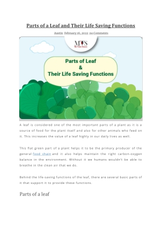 Parts of a Leaf and Their Life Saving Functions