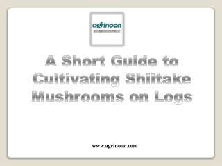 A Short Guide to Cultivating Shiitake Mushrooms on Logs