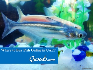 Where to Buy Fish Online in UAE?