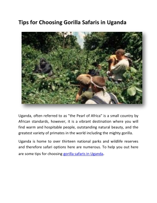 Tips for Choosing Gorilla Safaris in Uganda