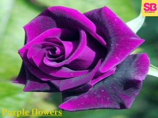 How much does it cost to buy purple flowers?