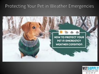 Protecting Your Pet in Weather Emergencies