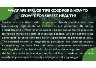 What are spruce tips good for & how to grow it for safest health