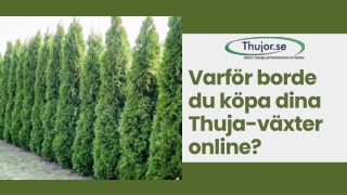 Varför borde du köpa dina Thuja-växter online
