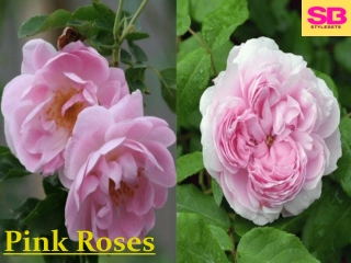 How much does it cost to buy pink roses?