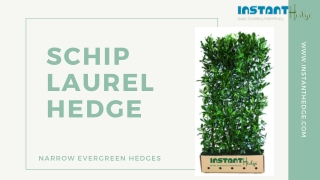 Evergreen Deer Resistant Hedge: Schip Laurel