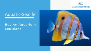Buy A High-Quality Aquarium In Louisiana At Aquatic-Sealife